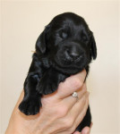 11 dagen oud